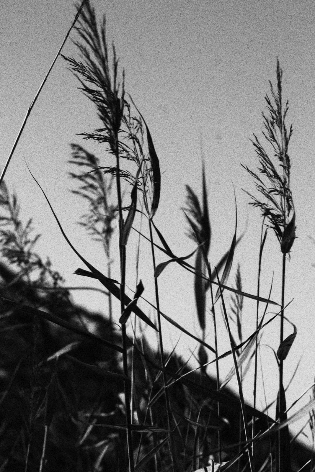 Portogallo, fotografia 7 in bianco e nero